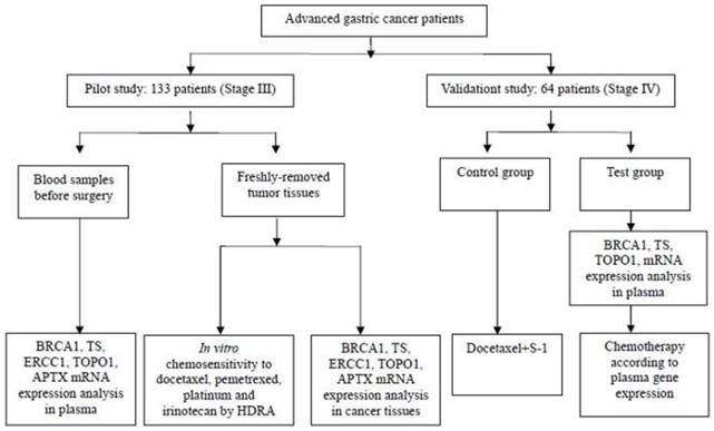 Pathophysiology Of Stomach Cancer In Flow Chart