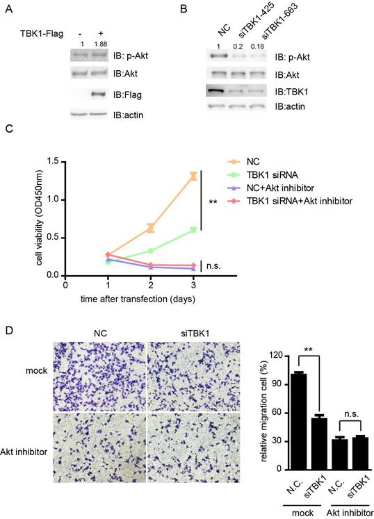 J Cancer Image