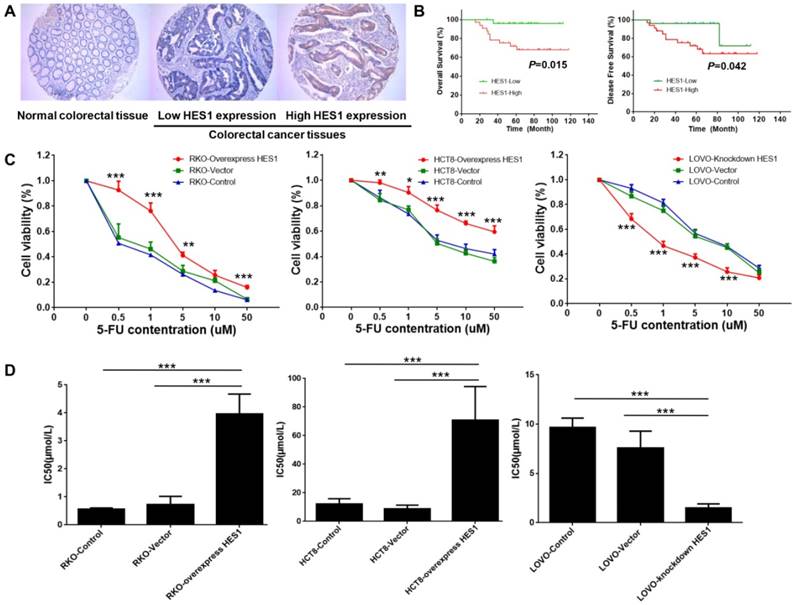 Hes1 Promotes Colorectal Cancer Cell Resistance To 5 Fu By Inducing Of Emt And Abc Transporter Proteins