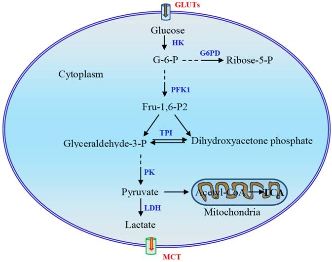 The Glycolytic Switch In Tumors How Many Players Are Involved