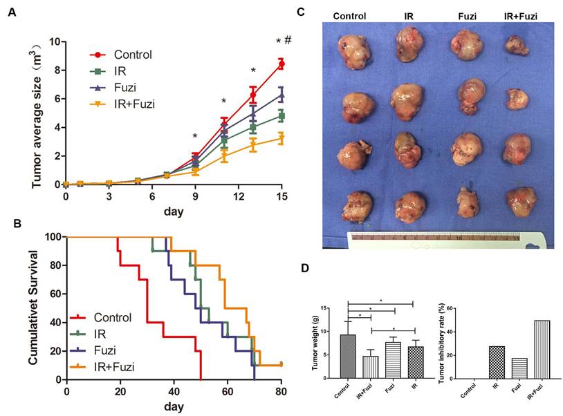 Compound 30a suppressed tumor growth in vivo. (A) The 