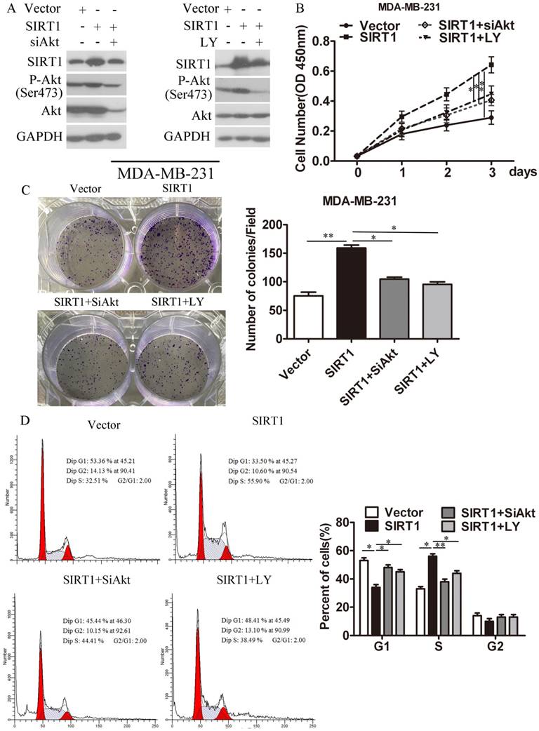 SIRT1 promotes formation of breast cancer through modulating Akt activity