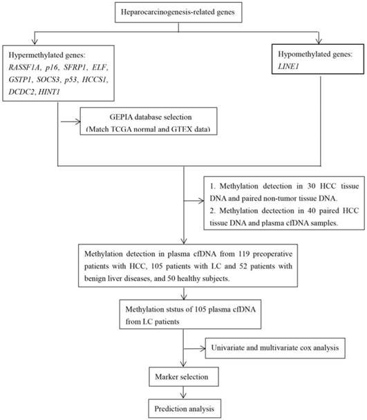 Afp Level Chart Liver Cancer