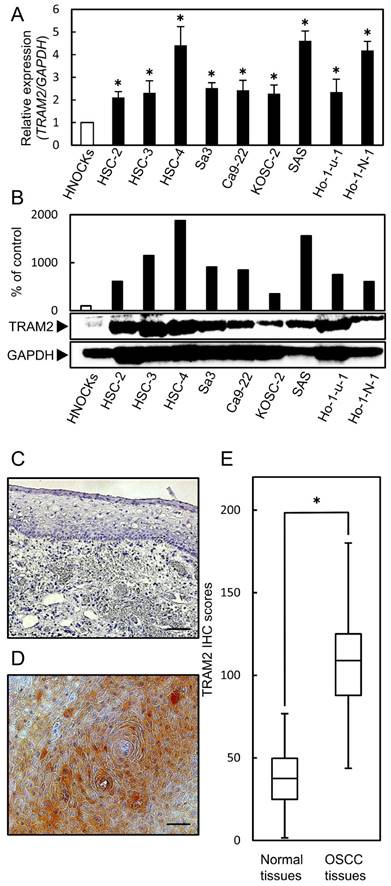 J Cancer Image