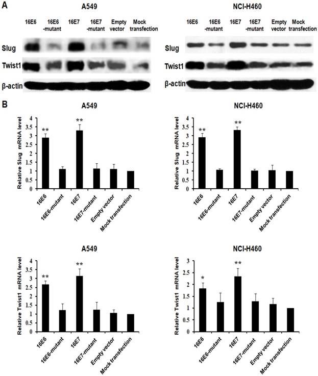 J Cancer Image