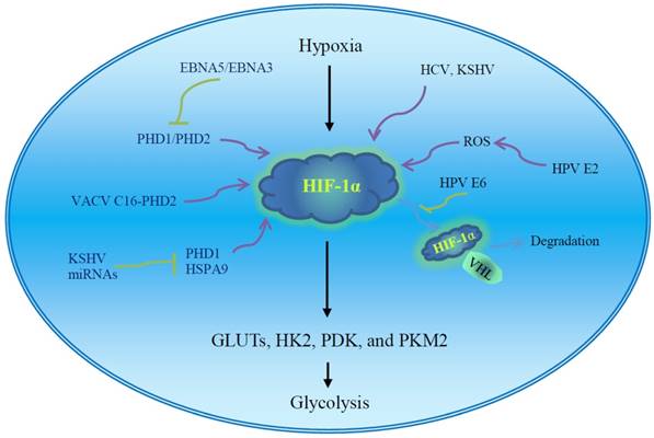 Hpv látencia ember