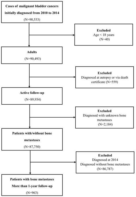 Pathophysiology Of Bladder Cancer In Flow Chart