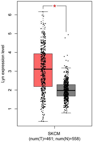 Lyn Kinase Promotes The Proliferation Of Malignant Melanoma Cells Through Inhibition Of Apoptosis And Autophagy Via The Pi3k Akt Signaling Pathway