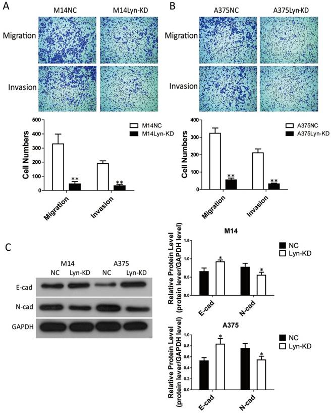 Lyn Kinase Promotes The Proliferation Of Malignant Melanoma Cells Through Inhibition Of Apoptosis And Autophagy Via The Pi3k Akt Signaling Pathway