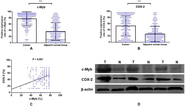 C Myb And Its Effector Cox 2 As An Indicator Associated With Prognosis And Therapeutic Outcome In Colorectal Cancer
