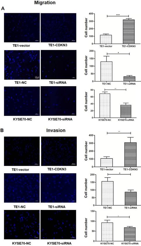 J Cancer Image