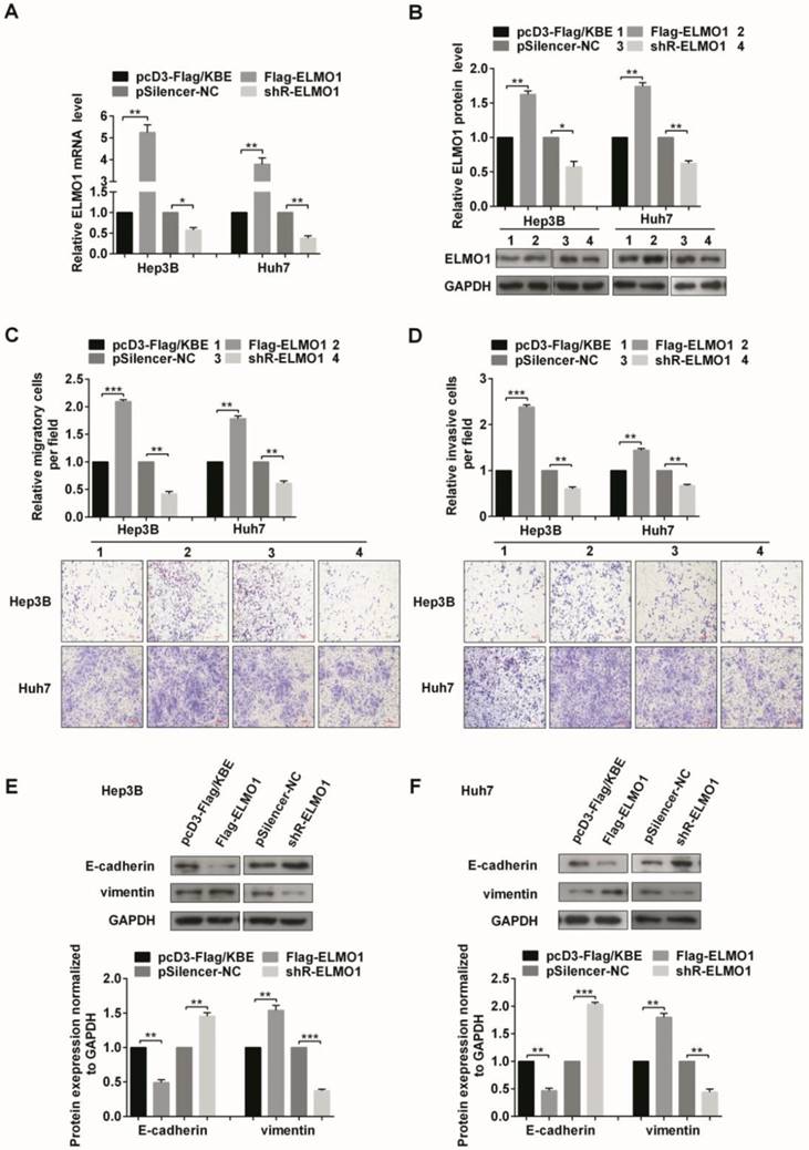 J Cancer Image