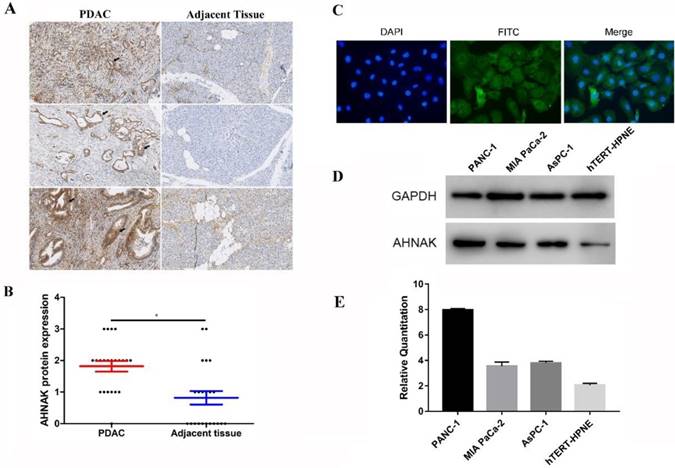 J Cancer Image