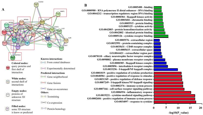 Differential Impact Of Classical And Non Canonical Nf Kb Pathway