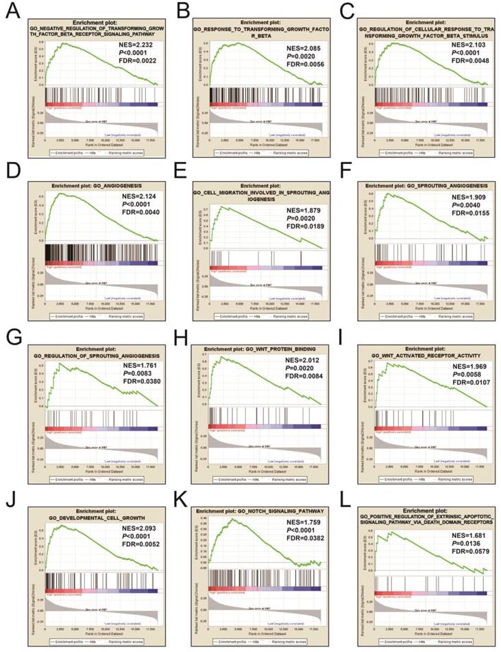 Genome Wide Analysis To Identify A Novel Microrna Signature That Predicts Survival In Patients With Stomach Adenocarcinoma