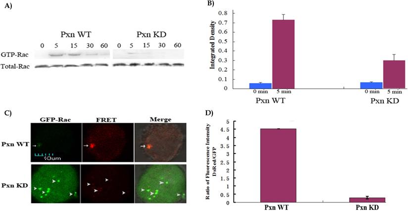 Integrin-mediated Signaling via Paxillin-GIT1-PIX Promotes Localized ...