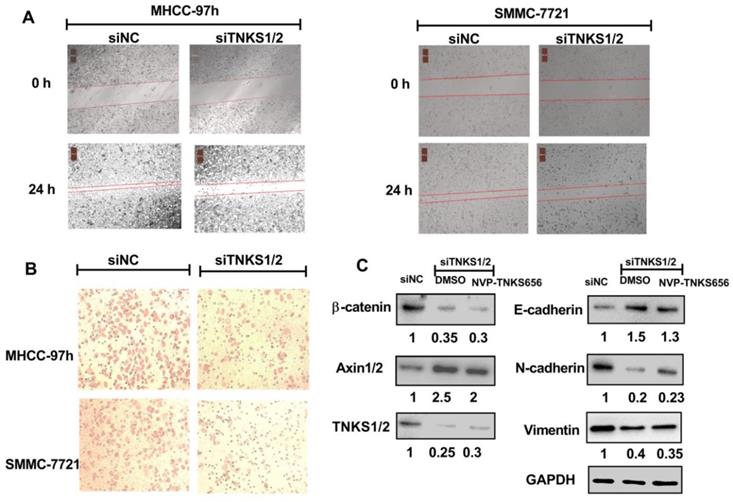 J Cancer Image