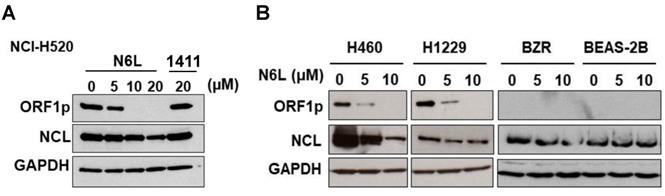 The Nucleolin Antagonist N6l Inhibits Line1 Retrotransposon Activity In Non Small Cell Lung Carcinoma Cells