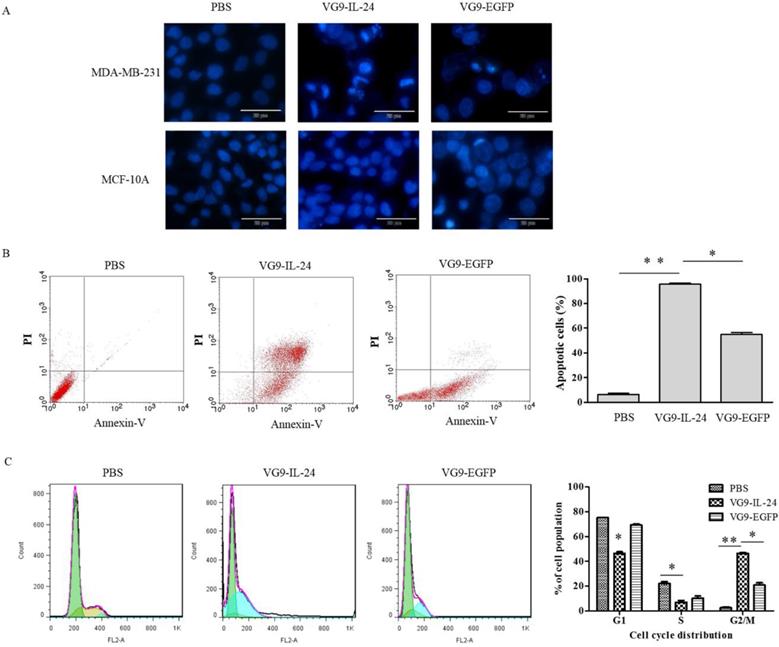 J Cancer Image