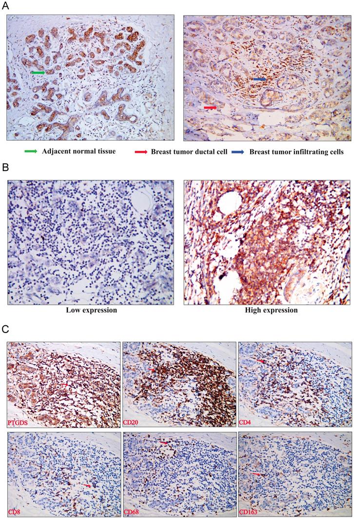 J Cancer Image