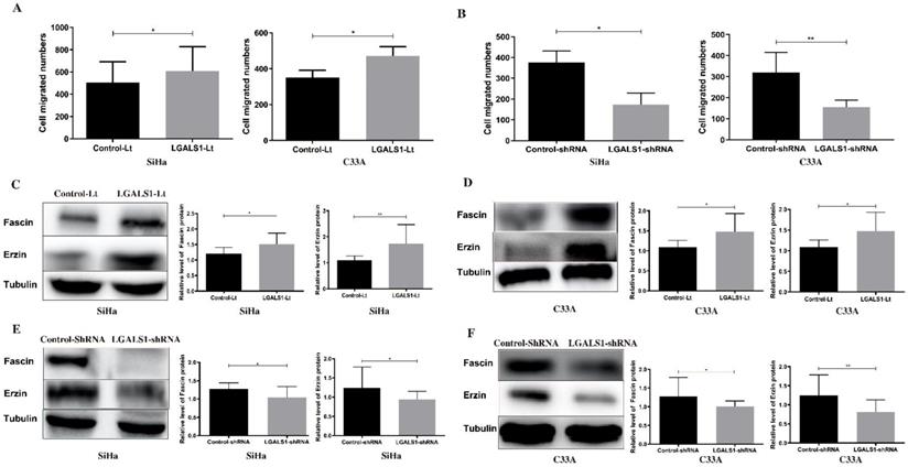 J Cancer Image