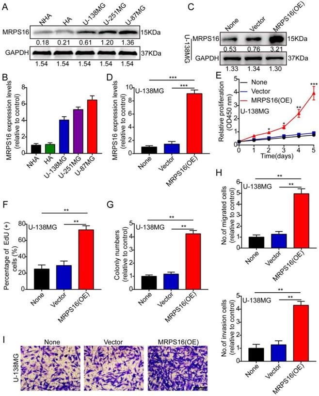 MRPS16 facilitates tumor progression via the PI3K/AKT/Snail signaling axis