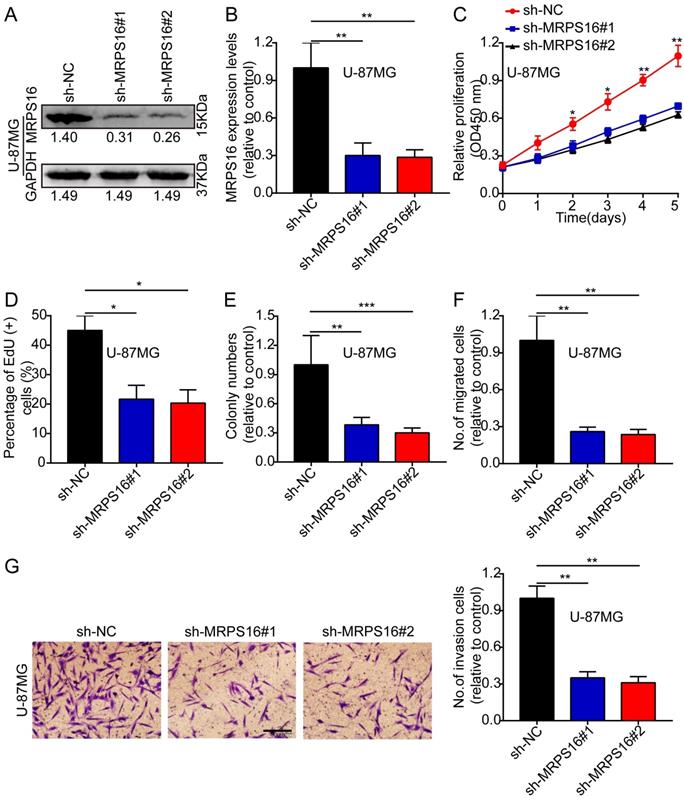 MRPS16 facilitates tumor progression via the PI3K/AKT/Snail signaling axis