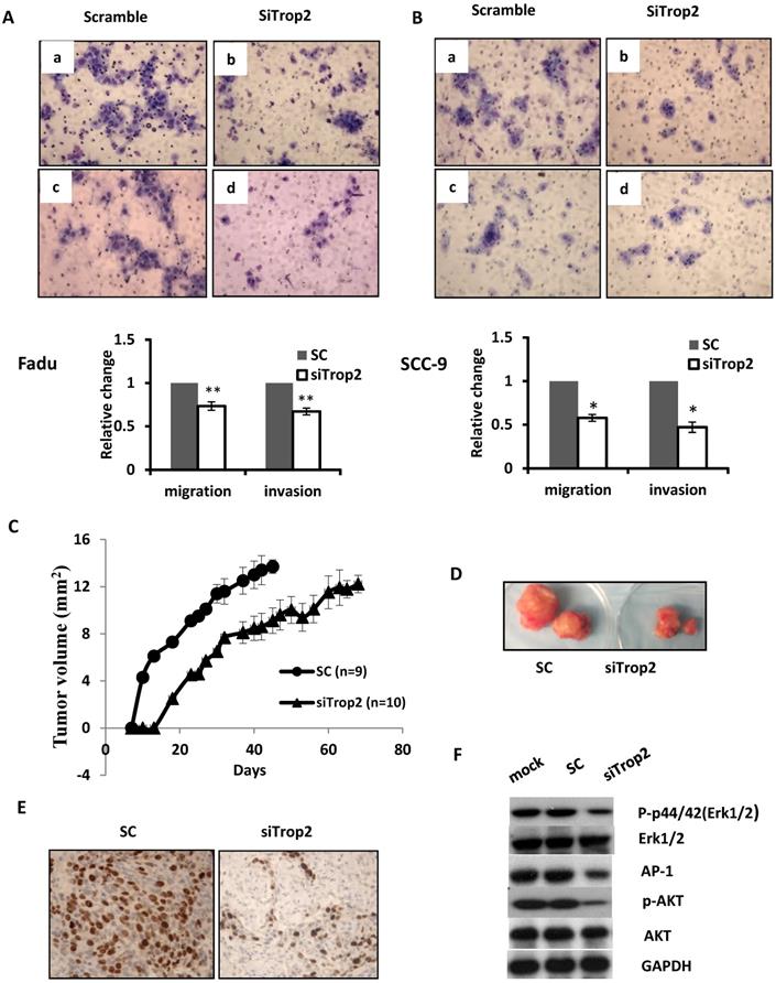 J Cancer Image