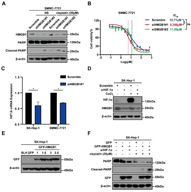 J Cancer Image