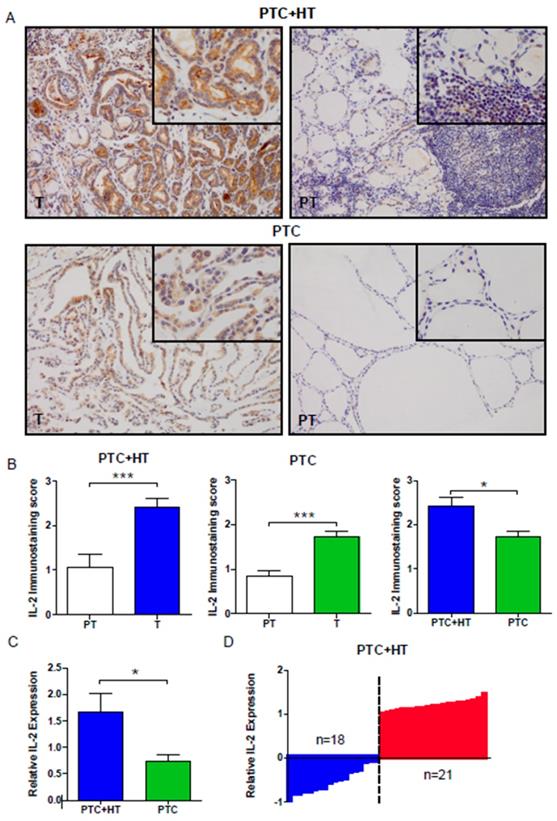 Il 2 Enhanced Mhc Class I Expression In Papillary Thyroid Cancer With Hashimoto S Thyroiditis Overcomes Immune Escape In Vitro