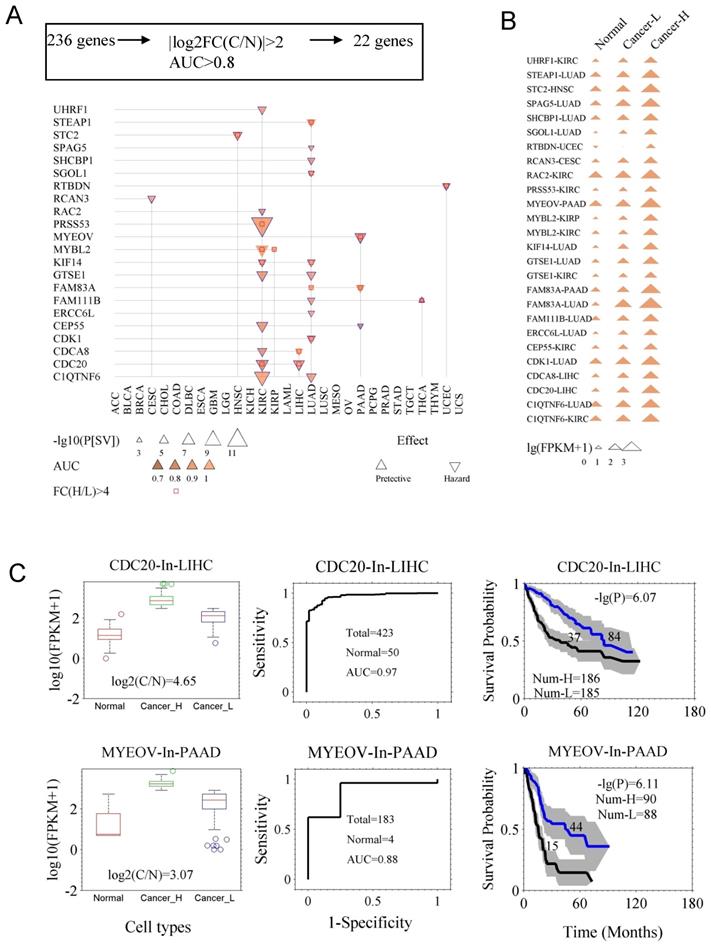 Prognostic Gene Expression Signature Revealed The Involvement Of Mutational Pathways In Cancer Genome