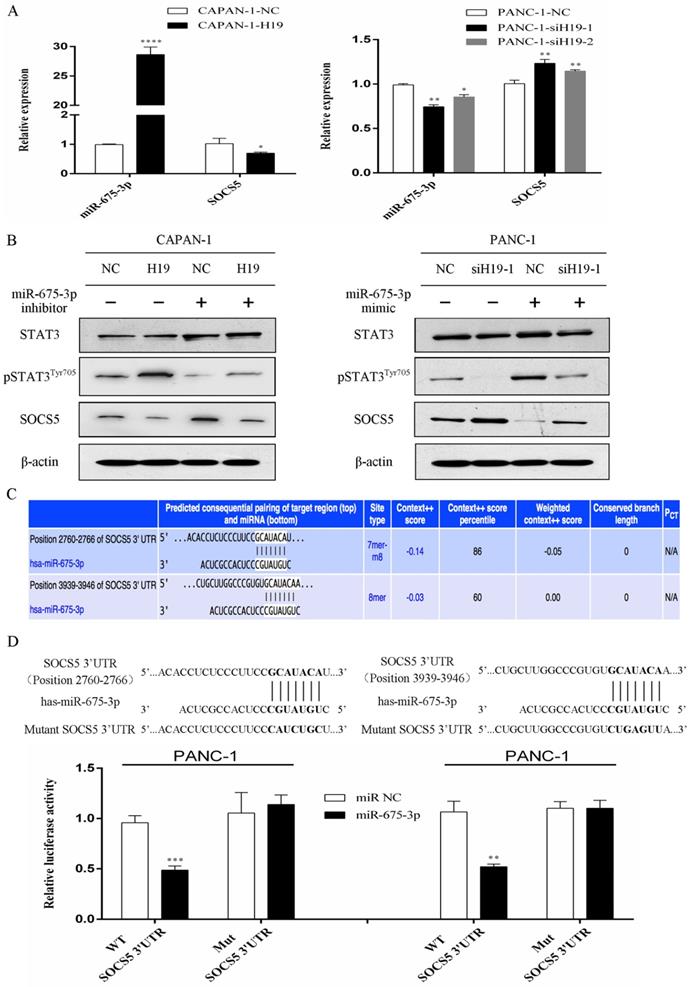 J Cancer Image