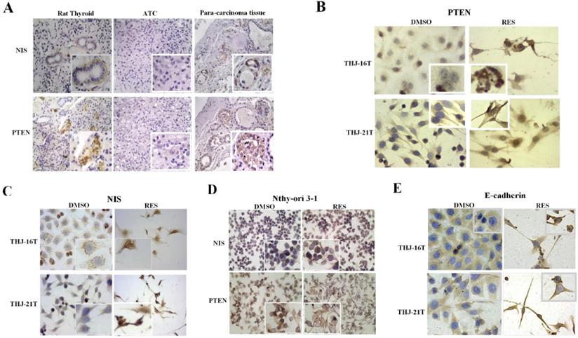 J Cancer Image
