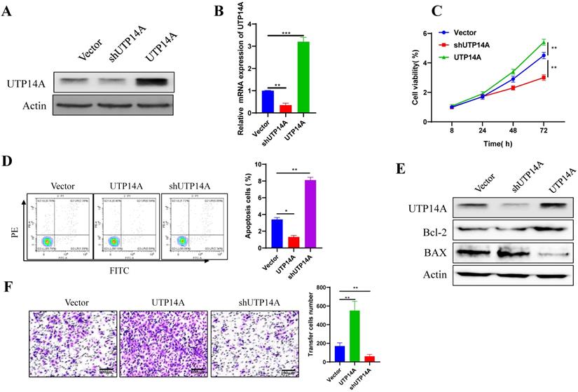 J Cancer Image