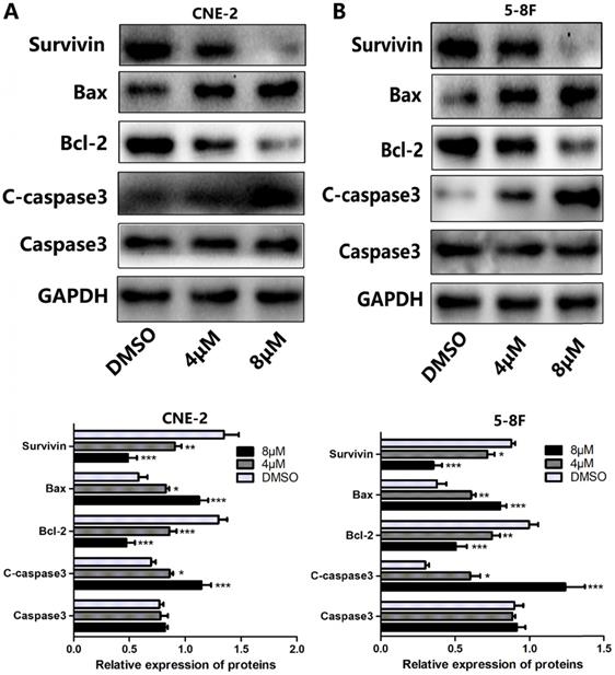 Uc22 Induces Cell Apoptosis Of Nasopharyngeal Carcinoma Cells Via Inhibiting Egfr Erk Pathway