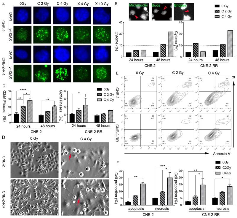 Carbon Ion Triggered Immunogenic Necroptosis Of Nasopharyngeal Carcinoma Cells Involving Necroptotic Inhibitor l X