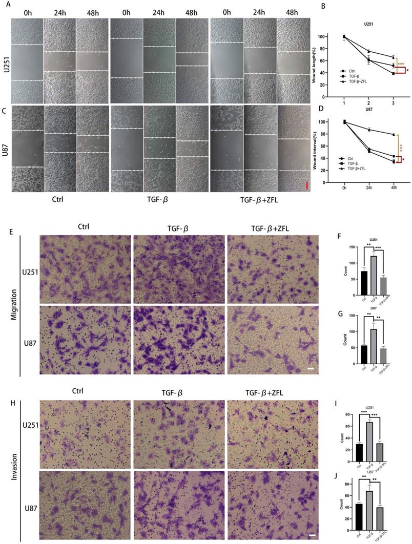 J Cancer Image