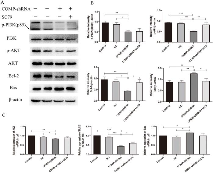 Cartilage oligomeric matrix protein affects the biological behavior of ...