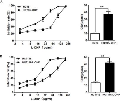 Cyr61 Mediates Oxaliplatin Resistance In Colorectal Cancer Cells By Regulating l Xl Expression