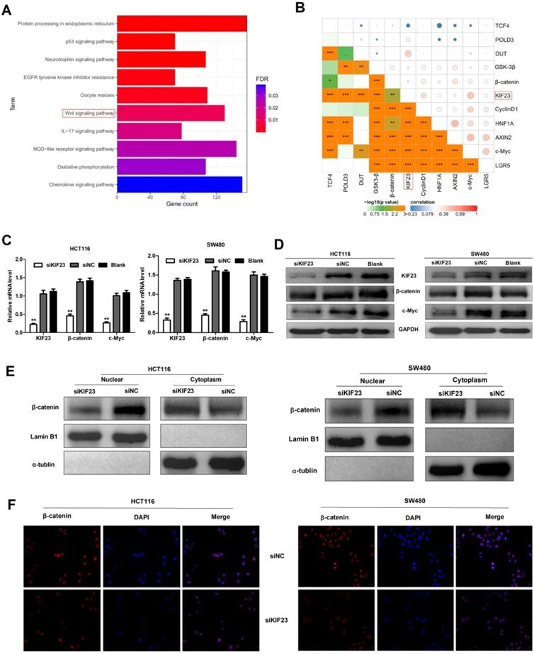 Aberrant Kif23 Expression Is Associated With Adverse Clinical Outcome And Promotes Cellular Malignant Behavior Through The Wnt B Catenin Signaling Pathway In Colorectal Cancer