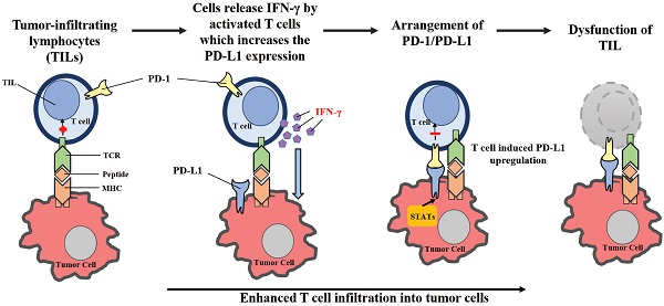 PDF) Lymphocytes Negatively Regulate NK Cell Activity via Qa-1b following  Viral Infection