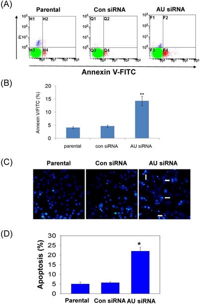 J Cancer Image