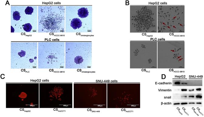 J Cancer Image