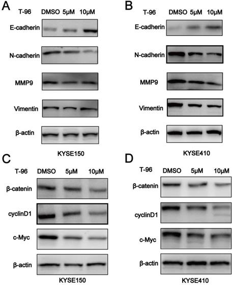 J Cancer Image