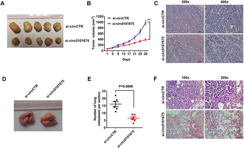J Cancer Image