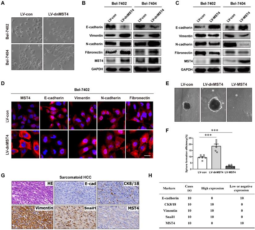 J Cancer Image