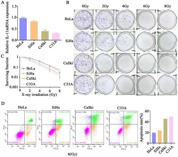 Il 11 Mediates The Radioresistance Of Cervical Cancer Cells Via The Pi3k Akt Signaling Pathway