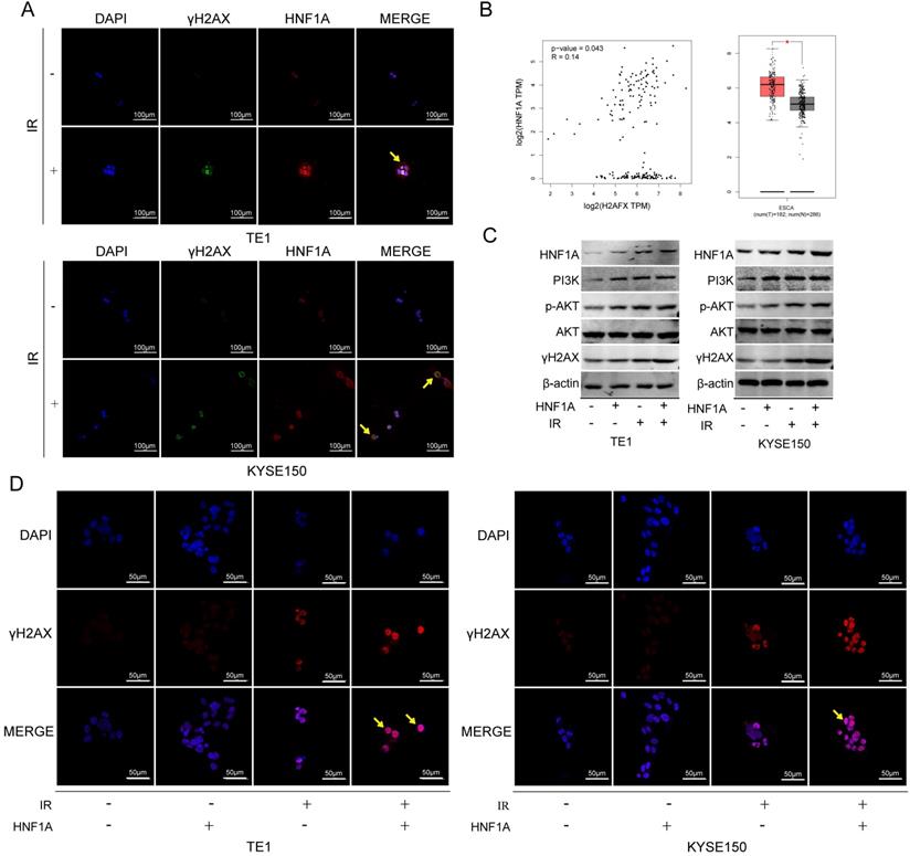 J Cancer Image