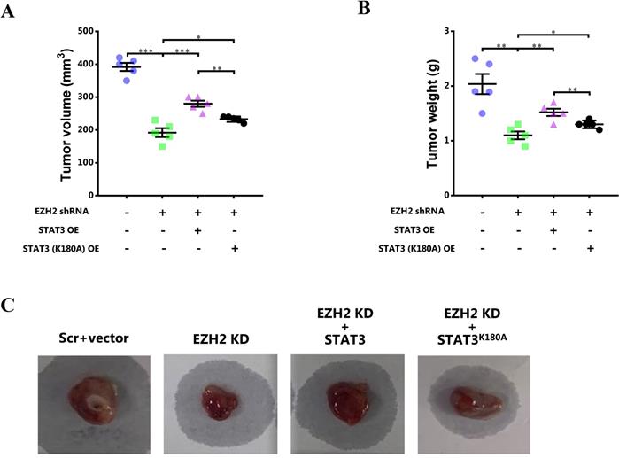 J Cancer Image