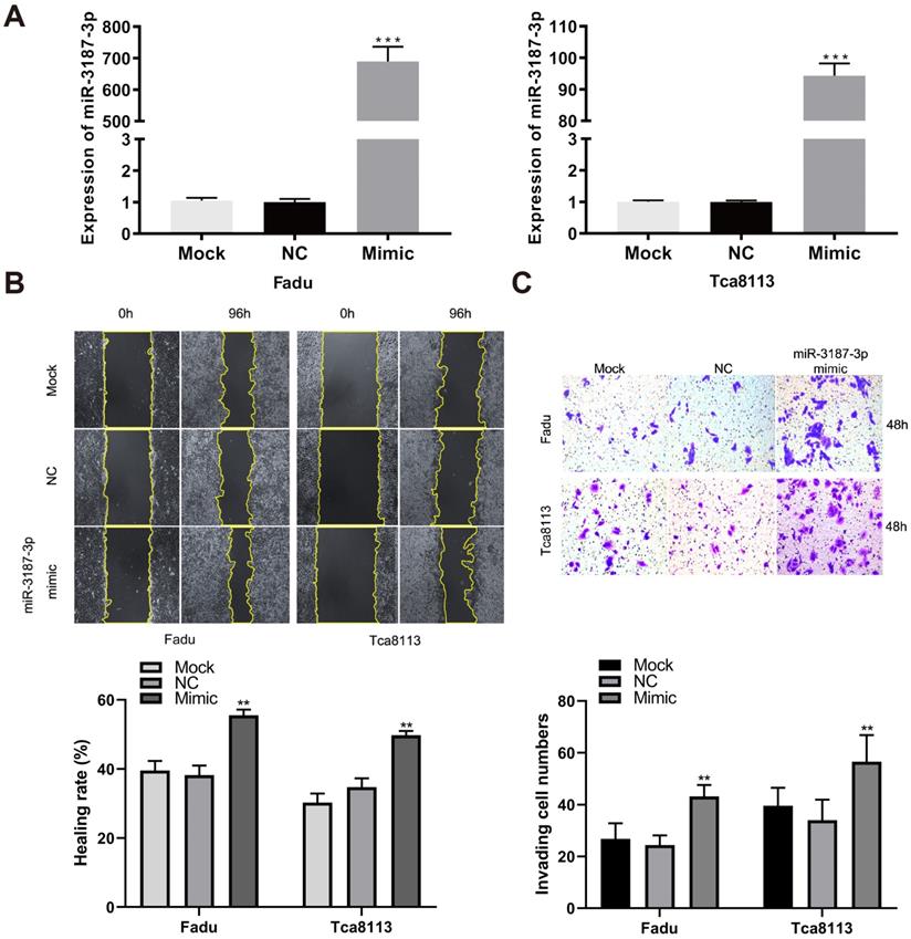 J Cancer Image